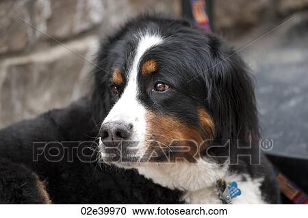Close up of a dog in Vail, Colorado View Large Photo Image Stock Image - Close up of a dog in Vail, Colorado. Fotosearch