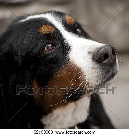 Close up of a dog in Vail, Colorado View Large Photo Image Stock Photo - Close up of a dog in Vail, Colorado. Fotosearch