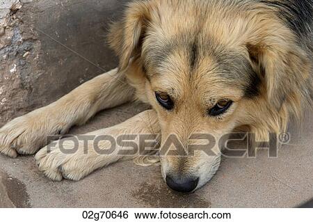 Close-up of a dog, Sacred Valley, Cusco Region, Peru View Large Photo Image Stock Photograph - Close-up of a dog, Sacred Valley, Cusco Region, Peru. Fotosearch