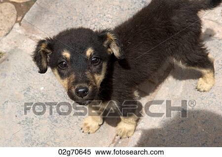 Close-up of a dog, Sacred Valley, Cusco Region, Peru View Large Photo Image Stock Photography - Close-up of a dog, Sacred Valley, Cusco Region, Peru. Fotosearch