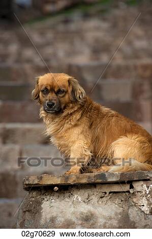 Close-up of a dog sitting on a slab, Cuzco, Peru View Large Photo Image Stock Photo - Close-up of a dog sitting on a slab, Cuzco, Peru. Fotosearch