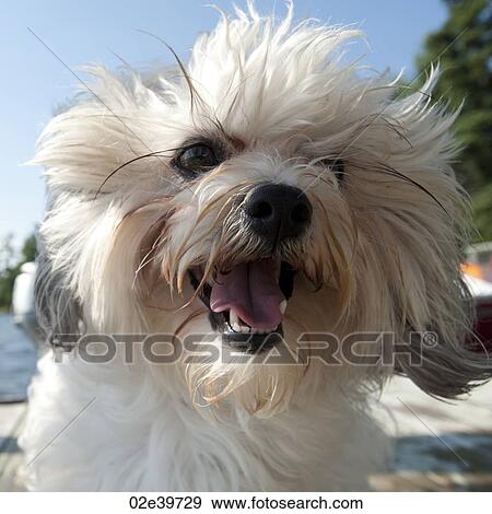 Stock Photo - Close up of a dog's face. Fotosearch