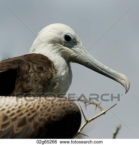 Close-up of a female Great frigatebird (Fregata minor), North Seymour Island, Galapagos Islands, Ecuador View Large Photo Image Stock Photograph - Close-up of a female Great frigatebird (Fregata minor), North Seymour Island, Galapagos Islands, Ecuador. Fotosearch