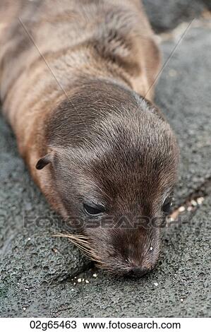 Close-up of a Fur seal pup, Puerto Egas, Santiago Island, Galapagos Islands, Ecuador View Large Photo Image Stock Image - Close-up of a Fur seal pup, Puerto Egas, Santiago Island, Galapagos Islands, Ecuador. Fotosearch