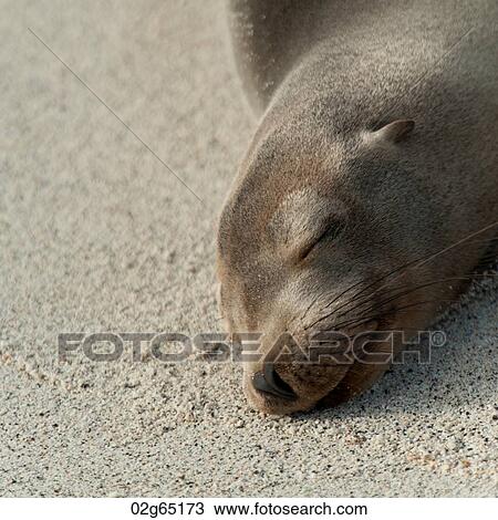 Stock Image - Close-up of a Galapagos sea lion (Zalophus californianus wollebacki) resting, Genovesa Island, Galapagos Islands, Ecuador. Fotosearch