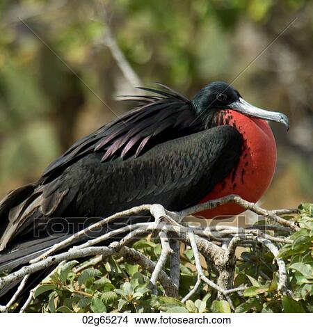 Close-up of a Great frigatebird (Fregata Minor) perching on a tree branch, North Seymour Island, Galapagos Islands, Ecuador View Large Photo Image Picture - Close-up of a Great frigatebird (Fregata Minor) perching on a tree branch, North Seymour Island, Galapagos Islands, Ecuador. Fotosearch