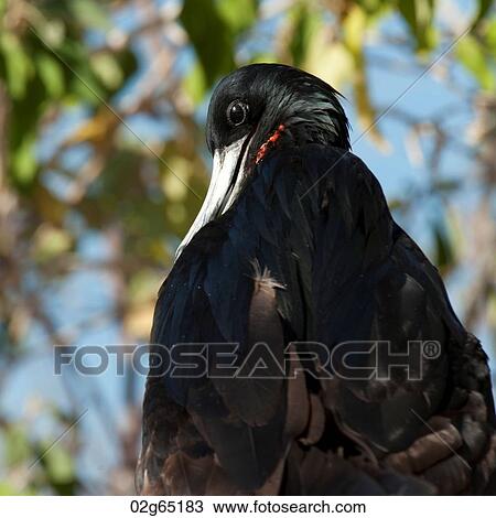 Close-up of a Great frigatebird (Fregata minor) preening itself, Genovesa Island, Galapagos Islands, Ecuador View Large Photo Image Stock Image - Close-up of a Great frigatebird (Fregata minor) preening itself, Genovesa Island, Galapagos Islands, Ecuador. Fotosearch