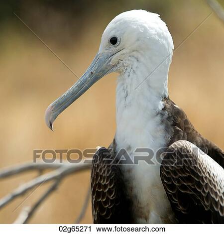 Stock Image - Close-up of a Great frigatebird (Fregata Minor), North Seymour Island, Galapagos Islands, Ecuador. Fotosearch