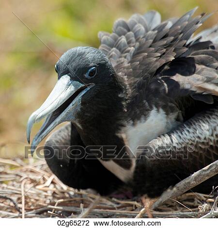 Close-up of a Great frigatebird (Fregata Minor), North Seymour Island, Galapagos Islands, Ecuador View Large Photo Image Stock Image - Close-up of a Great frigatebird (Fregata Minor), North Seymour Island, Galapagos Islands, Ecuador. Fotosearch