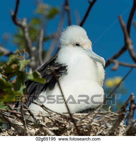Stock Photography - Close-up of a Great frigatebird (Fregata Minor) chick perching on a tree branch, Prince Philip's Steps, Genovesa Island, Galapagos Islands, Ecuador. Fotosearch