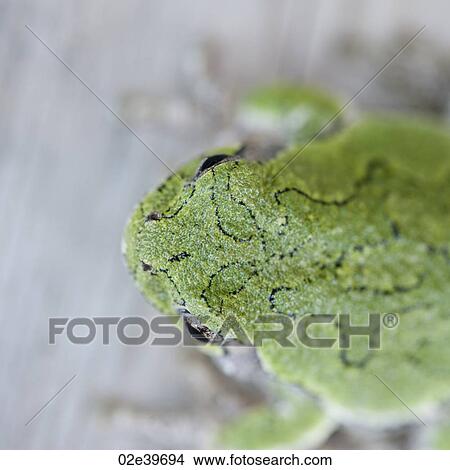 Close up of a green frog at Lake of the Woods, Ontario View Large Photo Image Picture - Close up of a green frog at Lake of the Woods, Ontario. Fotosearch