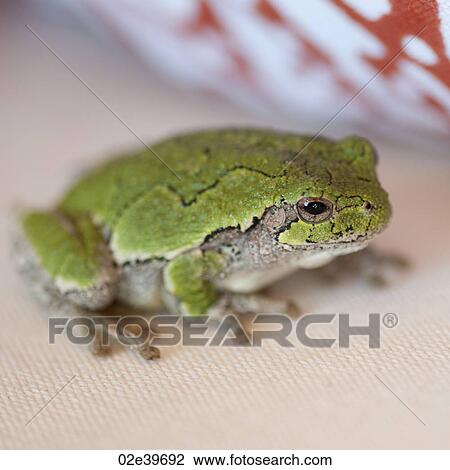 Stock Image - Close up of a green frog at Lake of the Woods, Ontario. Fotosearch