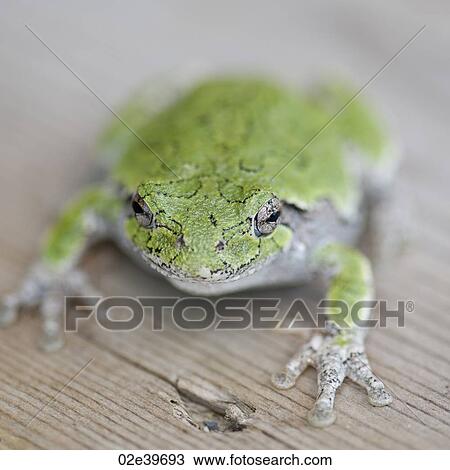 Stock Image - Close up of a green frog at Lake of the Woods, Ontario. Fotosearch