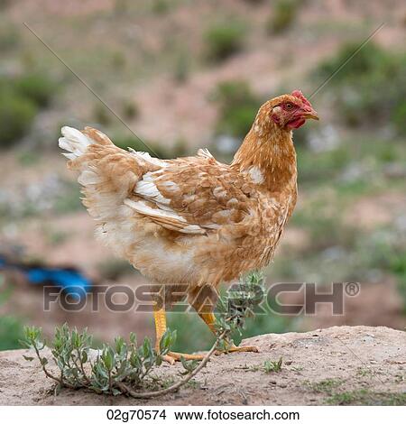 Close-up of a hen in a field, Sacred Valley, Cusco Region, Peru View Large Photo Image Picture - Close-up of a hen in a field, Sacred Valley, Cusco Region, Peru. Fotosearch