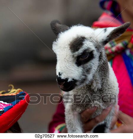Close-up of a kid goat held by a person, Cuzco, Peru View Large Photo Image Stock Photo - Close-up of a kid goat held by a person, Cuzco, Peru. Fotosearch