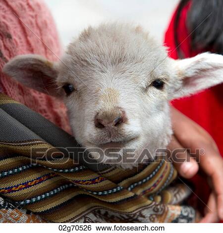 Close-up of a kid goat held by a person, Cuzco, Peru View Large Photo Image Stock Photograph - Close-up of a kid goat held by a person, Cuzco, Peru. Fotosearch