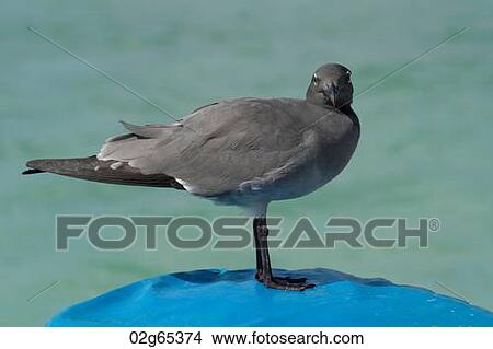 Picture - Close-up of a Lava gull (Leucophaeus fuliginosus), San Cristobal Island, Galapagos Islands, Ecuador. Fotosearch