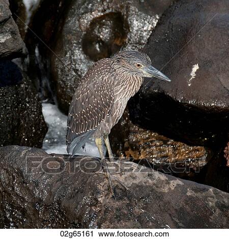 Close-up of a Lava heron (Butorides sundevalli) on a rock, Galapagos Islands, Ecuador View Large Photo Image Stock Image - Close-up of a Lava heron (Butorides sundevalli) on a rock, Galapagos Islands, Ecuador. Fotosearch