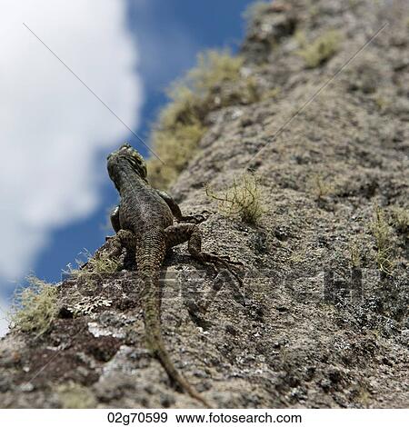 Close-up of a lizard on a rock, Machu Picchu, Cusco Region, Peru View Large Photo Image Stock Photo - Close-up of a lizard on a rock, Machu Picchu, Cusco Region, Peru. Fotosearch