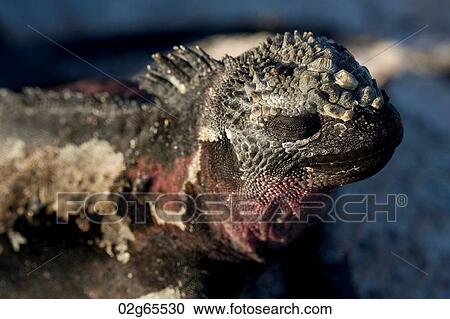Close-up of a Marine iguana (Amblyrhynchus cristatus), Punta Suarez, Espanola Island, Galapagos Islands, Ecuador View Large Photo Image Stock Image - Close-up of a Marine iguana (Amblyrhynchus cristatus), Punta Suarez, Espanola Island, Galapagos Islands, Ecuador. Fotosearch