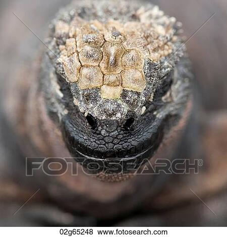 Close-up of a Marine iguana (Amblyrhynchus cristatus) on a rock, Puerto Egas, Santiago Island, Galapagos Islands, Ecuador View Large Photo Image Stock Photo - Close-up of a Marine iguana (Amblyrhynchus cristatus) on a rock, Puerto Egas, Santiago Island, Galapagos Islands, Ecuador. Fotosearch