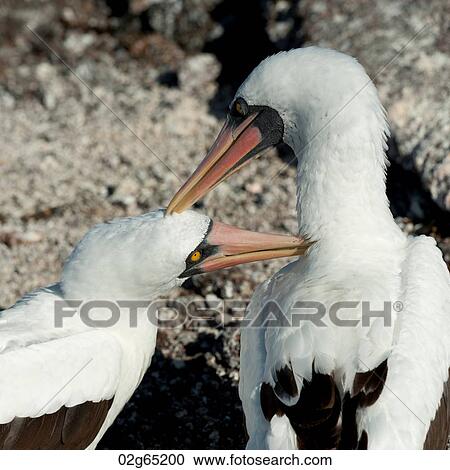 Close-up of a Nazca Booby (Sula granti) with its young, Prince Philip's Steps, Genovesa Island, Galapagos Islands, Ecuador View Large Photo Image Stock Image - Close-up of a Nazca Booby (Sula granti) with its young, Prince Philip's Steps, Genovesa Island, Galapagos Islands, Ecuador. Fotosearch