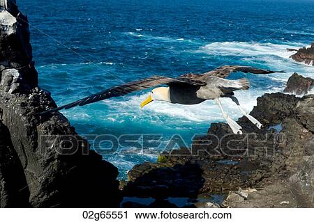 Close-up of a Nazca Booby (Sula granti) flying over the coast, Punta Suarez, Espanola Island, Galapagos Islands, Ecuador View Large Photo Image Stock Image - Close-up of a Nazca Booby (Sula granti) flying over the coast, Punta Suarez, Espanola Island, Galapagos Islands, Ecuador. Fotosearch
