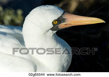Close-up of a Nazca Booby (Sula granti), Punta Suarez, Espanola Island, Galapagos Islands, Ecuador View Large Photo Image Picture - Close-up of a Nazca Booby (Sula granti), Punta Suarez, Espanola Island, Galapagos Islands, Ecuador. Fotosearch