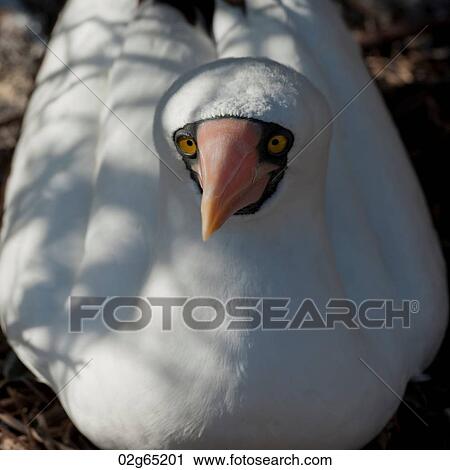 Close-up of a Nazca Booby (Sula granti), Prince Philip's Steps, Genovesa Island, Galapagos Islands, Ecuador View Large Photo Image Stock Image - Close-up of a Nazca Booby (Sula granti), Prince Philip's Steps, Genovesa Island, Galapagos Islands, Ecuador. Fotosearch