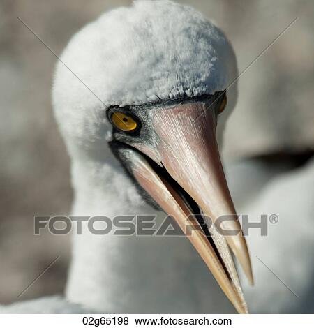 Close-up of a Nazca Booby (Sula granti), Prince Philip's Steps, Genovesa Island, Galapagos Islands, Ecuador View Large Photo Image Stock Photo - Close-up of a Nazca Booby (Sula granti), Prince Philip's Steps, Genovesa Island, Galapagos Islands, Ecuador. Fotosearch