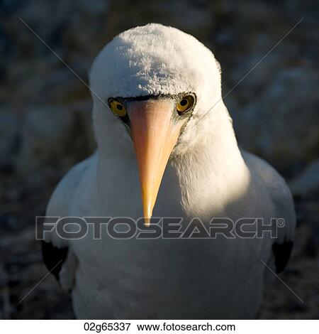 Close-up of a Nazca Booby (Sula granti), Punta Suarez, Espanola Island, Galapagos Islands, Ecuador View Large Photo Image Stock Photo - Close-up of a Nazca Booby (Sula granti), Punta Suarez, Espanola Island, Galapagos Islands, Ecuador. Fotosearch