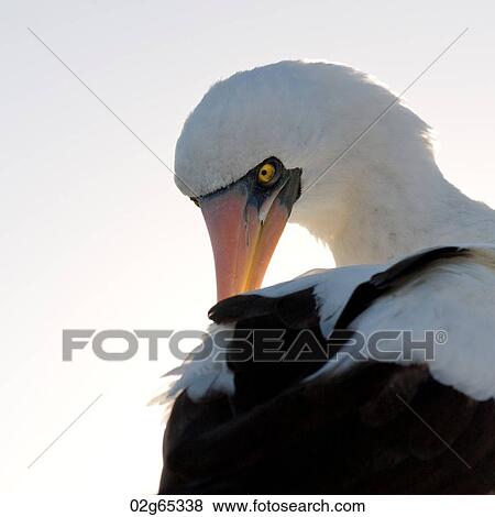 Close-up of a Nazca Booby (Sula granti), Punta Suarez, Espanola Island, Galapagos Islands, Ecuador View Large Photo Image Stock Photo - Close-up of a Nazca Booby (Sula granti), Punta Suarez, Espanola Island, Galapagos Islands, Ecuador. Fotosearch