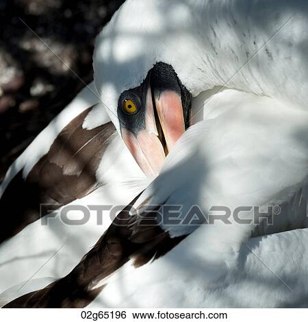 Close-up of a Nazca Booby (Sula granti), Prince Philip's Steps, Genovesa Island, Galapagos Islands, Ecuador View Large Photo Image Stock Photograph - Close-up of a Nazca Booby (Sula granti), Prince Philip's Steps, Genovesa Island, Galapagos Islands, Ecuador. Fotosearch