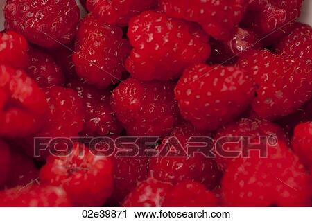 Close up of a pile of raspberries View Large Photo Image Stock Image - Close up of a pile of raspberries. Fotosearch