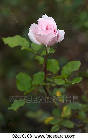 Close-up of a pink rose in a garden, Willka Tika, Sacred Valley, Cusco Region, Peru View Large Photo Image Stock Photo - Close-up of a pink rose in a garden, Willka Tika, Sacred Valley, Cusco Region, Peru. Fotosearch