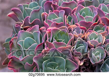 Close-up of a plant in a garden, Willka Tika, Sacred Valley, Cusco Region, Peru View Large Photo Image Stock Photography - Close-up of a plant in a garden, Willka Tika, Sacred Valley, Cusco Region, Peru. Fotosearch