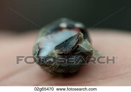 Close-up of a snail, Puerto Egas, Santiago Island, Galapagos Islands, Ecuador View Large Photo Image Stock Image - Close-up of a snail, Puerto Egas, Santiago Island, Galapagos Islands, Ecuador. Fotosearch