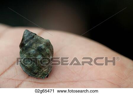 Close-up of a snail, Puerto Egas, Santiago Island, Galapagos Islands, Ecuador View Large Photo Image Stock Image - Close-up of a snail, Puerto Egas, Santiago Island, Galapagos Islands, Ecuador. Fotosearch
