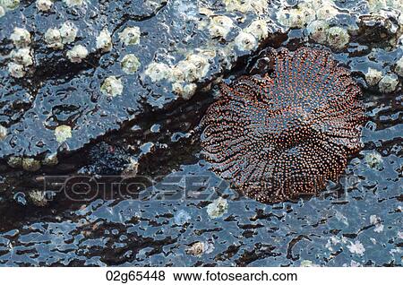Close-up of a starfish, Tagus Cove, Isabela Island, Galapagos Islands, Ecuador View Large Photo Image Stock Photo - Close-up of a starfish, Tagus Cove, Isabela Island, Galapagos Islands, Ecuador. Fotosearch