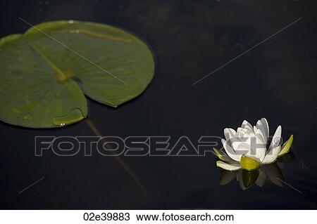 Stock Image - Close up of a water lily at Lake of the Woods, Ontario. Fotosearch
