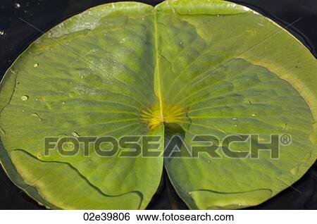 Close up of a water lily leaf at Lake of the Woods, Ontario View Large Photo Image Stock Photograph - Close up of a water lily leaf at Lake of the Woods, Ontario. Fotosearch