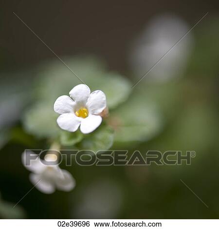 Close up of a white wildflower at Lake of the Woods, Ontario View Large Photo Image Stock Photograph - Close up of a white wildflower at Lake of the Woods, Ontario. Fotosearch