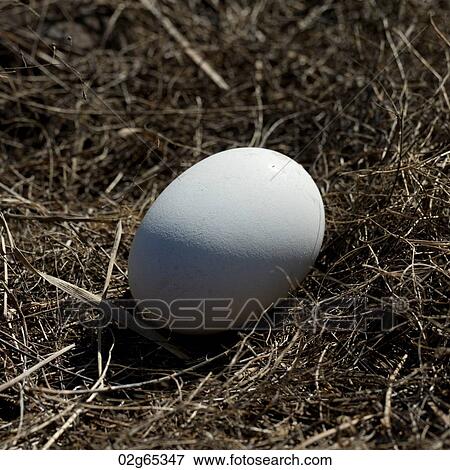 Close-up of an egg, Punta Suarez, Espanola Island, Galapagos Islands, Ecuador View Large Photo Image Stock Photo - Close-up of an egg, Punta Suarez, Espanola Island, Galapagos Islands, Ecuador. Fotosearch