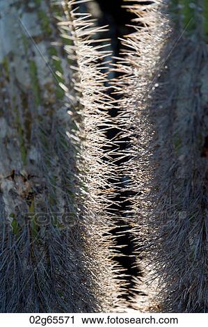 Close-up of cactus, Puerto Baquerizo Moreno, San Cristobal Island, Galapagos Islands, Ecuador View Large Photo Image Stock Image - Close-up of cactus, Puerto Baquerizo Moreno, San Cristobal Island, Galapagos Islands, Ecuador. Fotosearch