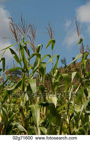 Close-up of corn crop in a field, Thailand View Large Photo Image Stock Image - Close-up of corn crop in a field, Thailand. Fotosearch