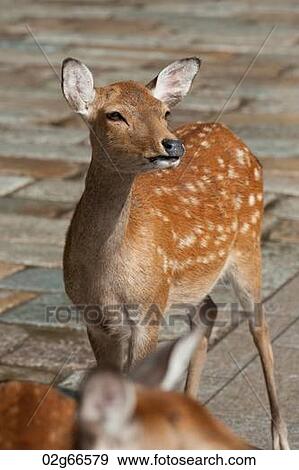Stock Photo - Close-up of deer at Todaiji Temple, Nara, Japan. Fotosearch