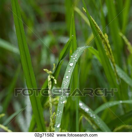 Close-up of dew drops on blades of rice plants, Thailand View Large Photo Image Stock Image - Close-up of dew drops on blades of rice plants, Thailand. Fotosearch