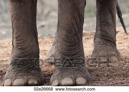 Close-up of elephant feet View Large Photo Image Stock Photo - Close-up of elephant feet. Fotosearch