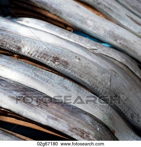 Close-up of fish, Busan, Yeongnam, South Korea View Large Photo Image Stock Image - Close-up of fish, Busan, Yeongnam, South Korea. Fotosearch