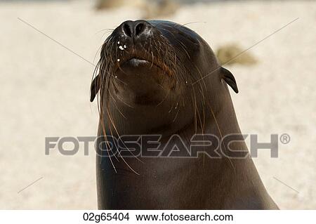 Close-up of Galapagos sea lion (Zalophus californianus wollebacki), Darwin Bay, Genovesa Island, Galapagos Islands, Ecuador View Large Photo Image Picture - Close-up of Galapagos sea lion (Zalophus californianus wollebacki), Darwin Bay, Genovesa Island, Galapagos Islands, Ecuador. Fotosearch